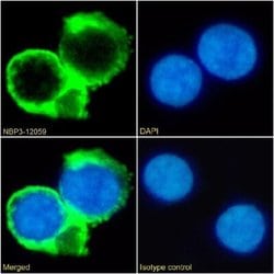 CD53 Rabbit anti-Human, Clone: HD77, Novus Biologicals 0.025 mg | Buy Online | Novus Biologicals | Fisher Scientific